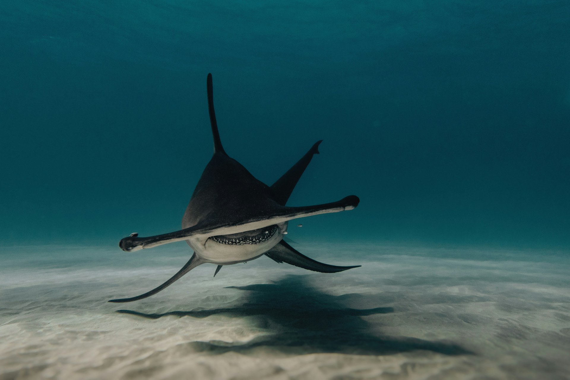 A hammerhead shark
