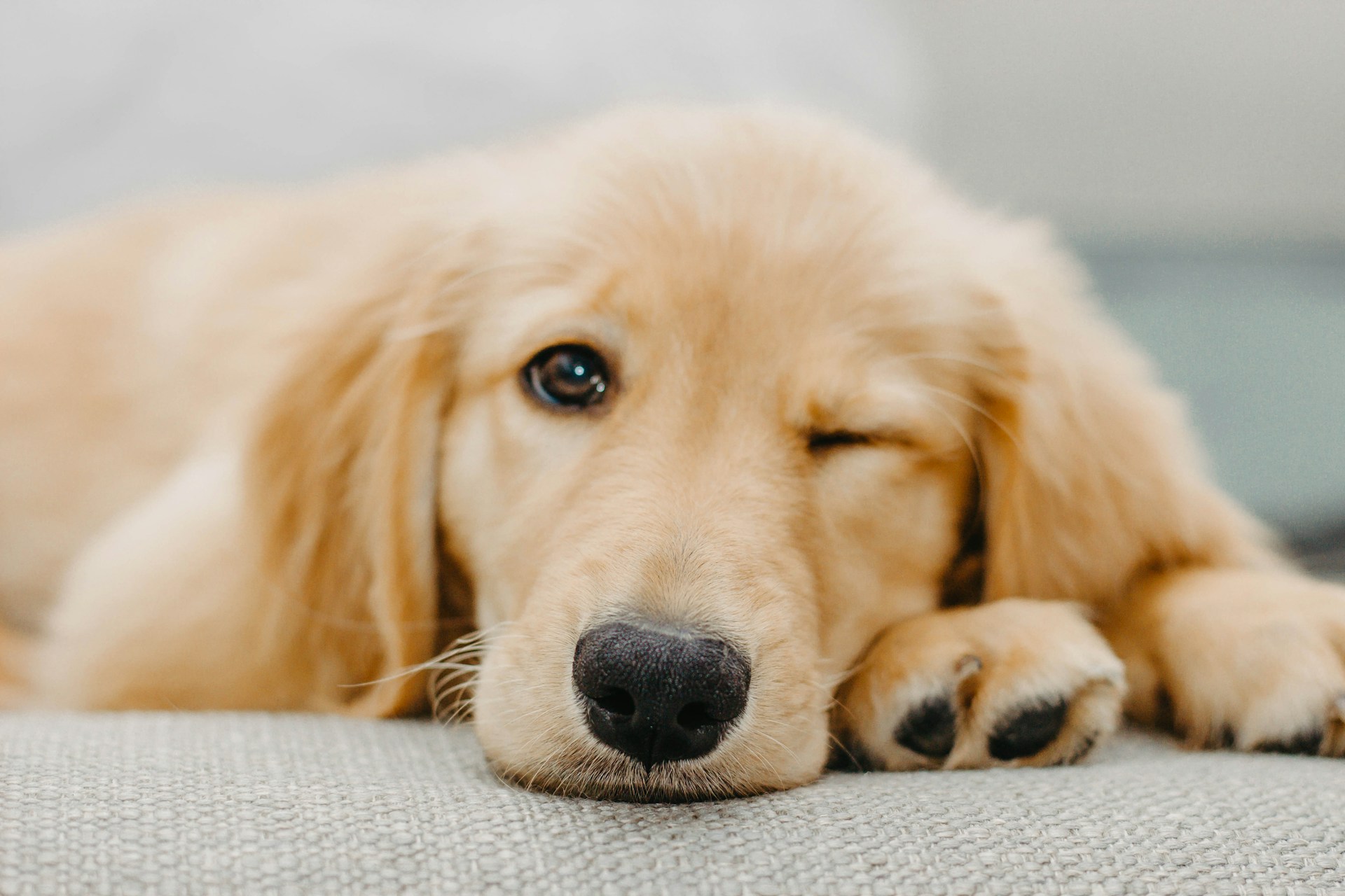 Your Guide to Pet Names in Other Languages