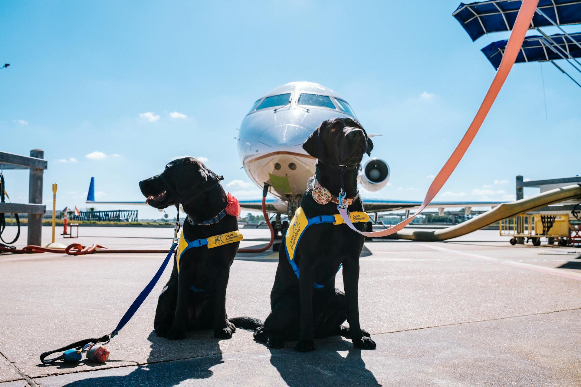 How to Prepare Your Furry Friend for a Long Journey