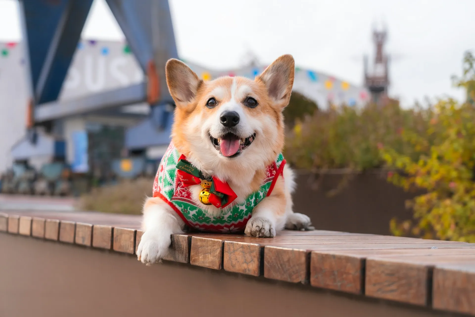 Pet Travel from UK to Europe: What are the Rules?