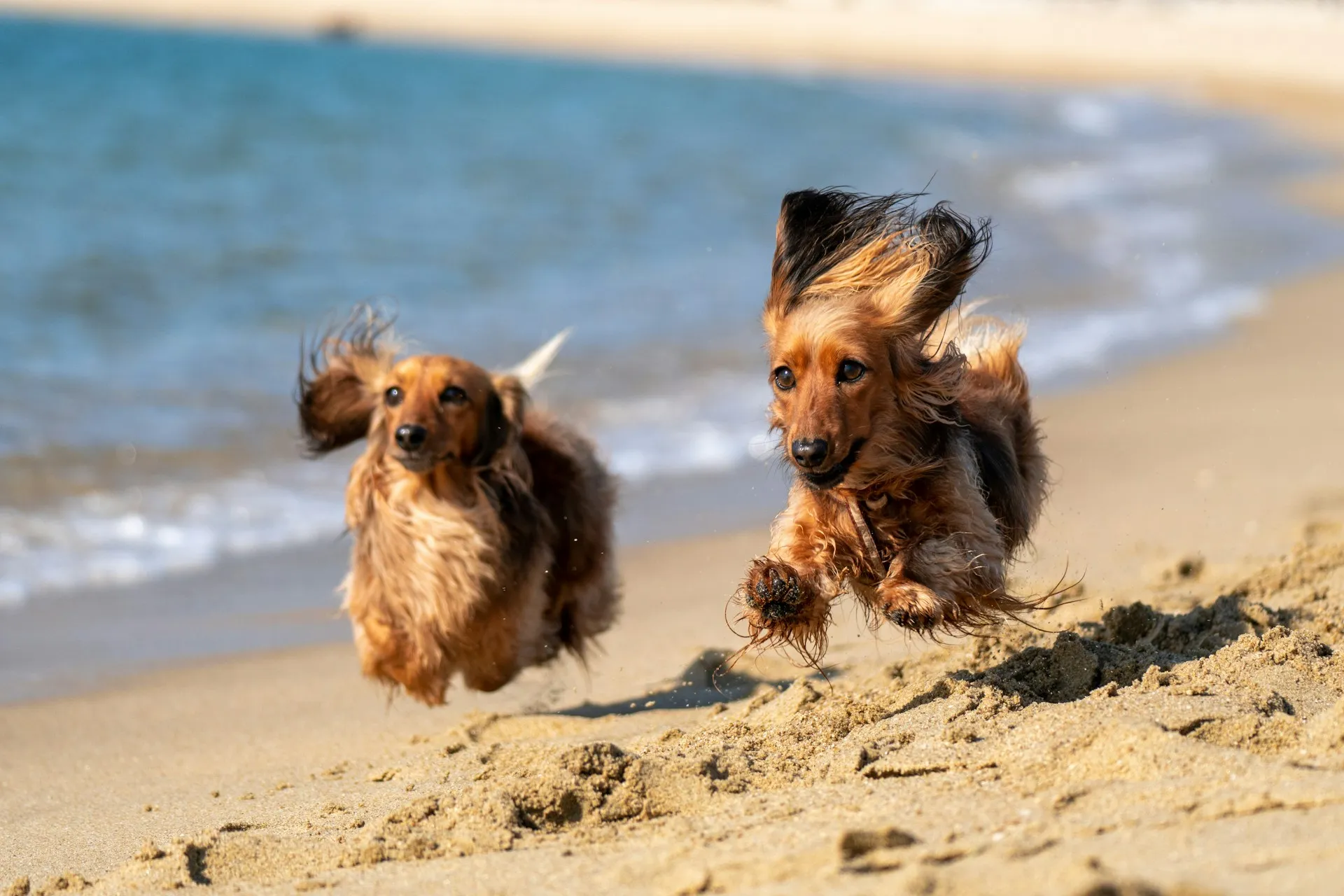 Best Airlines in the World for Pets Revealed